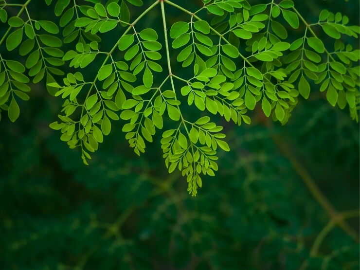 Albero Moringa