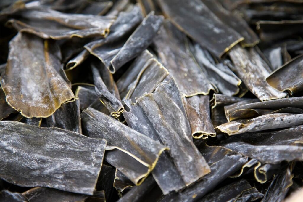 Alga Kombu