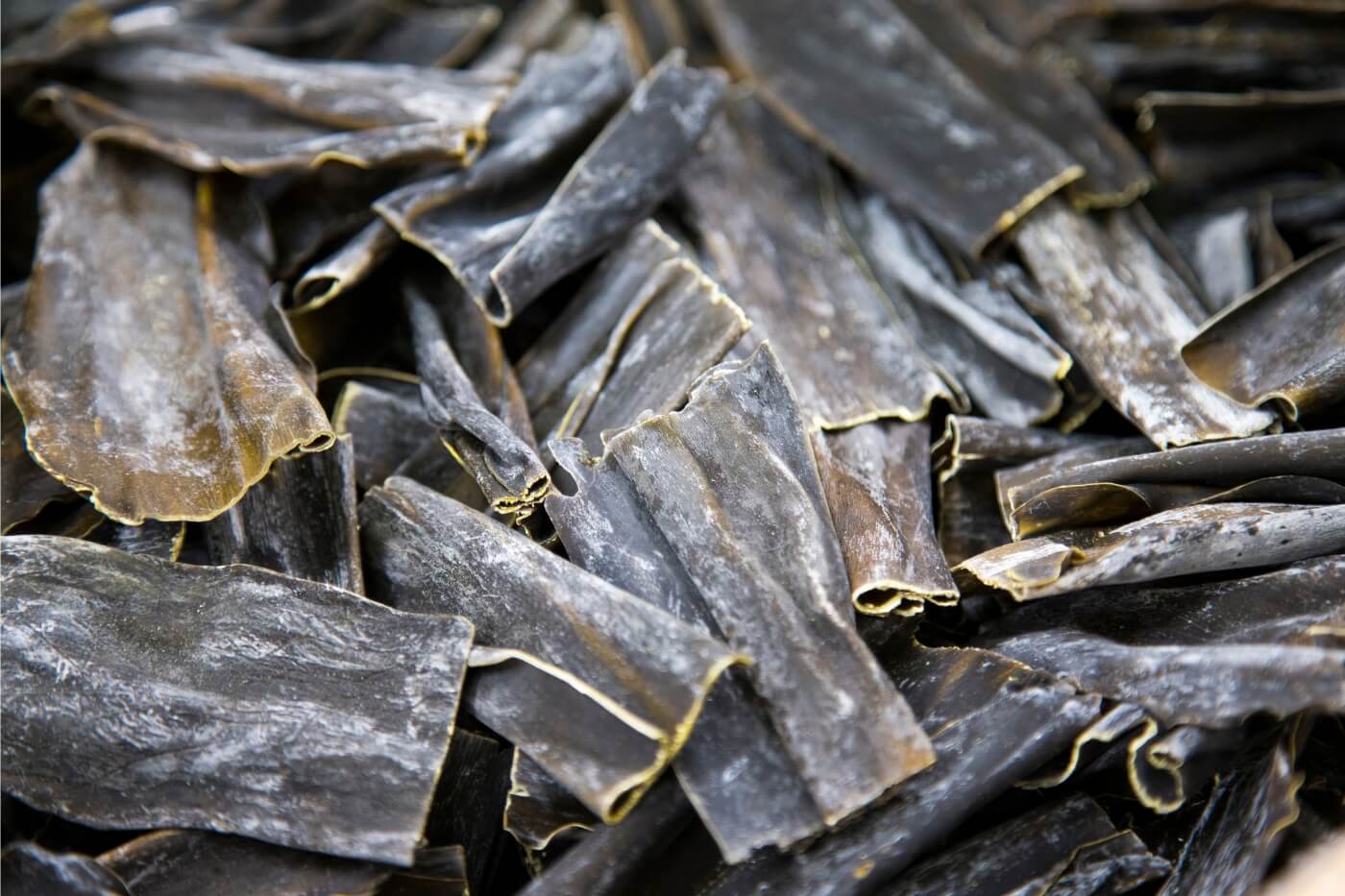 Alga Kombu