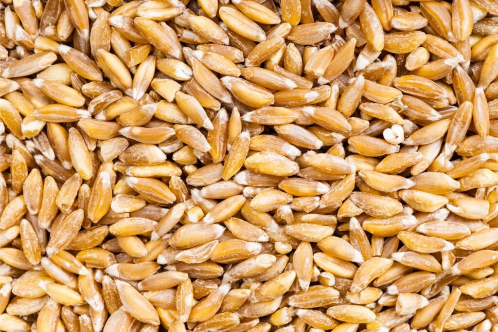 Farro