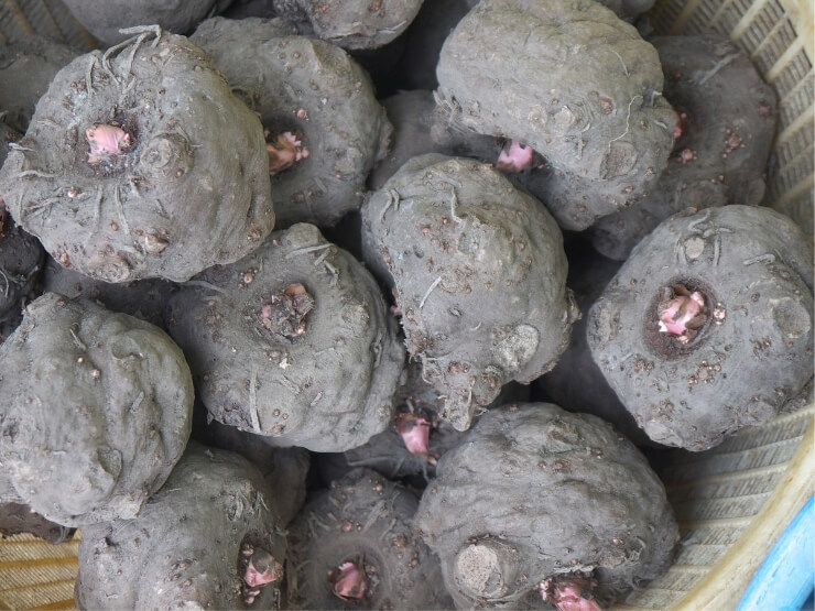 Pianta Konjac
