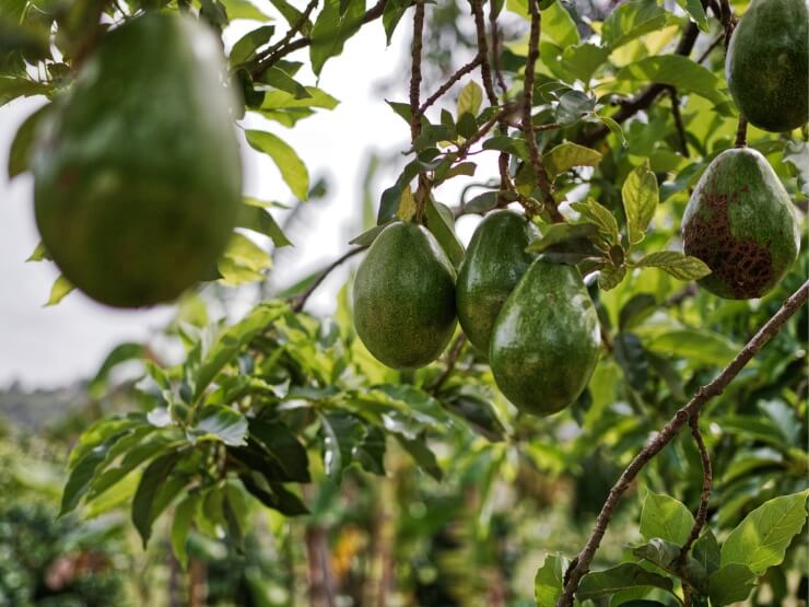 Pianta di avocado