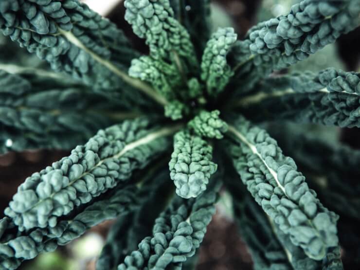 Pianta di kale