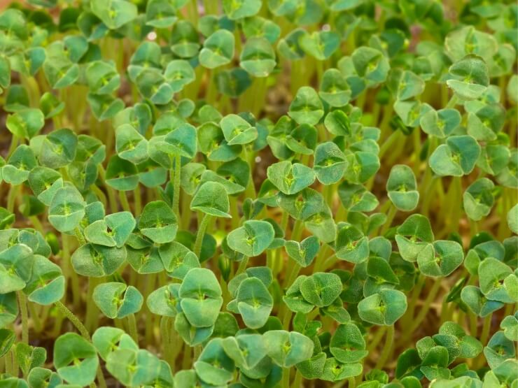 Primo piano di semi di chia germogliati o germinati