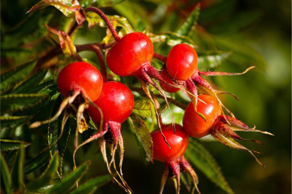 Rosa canina