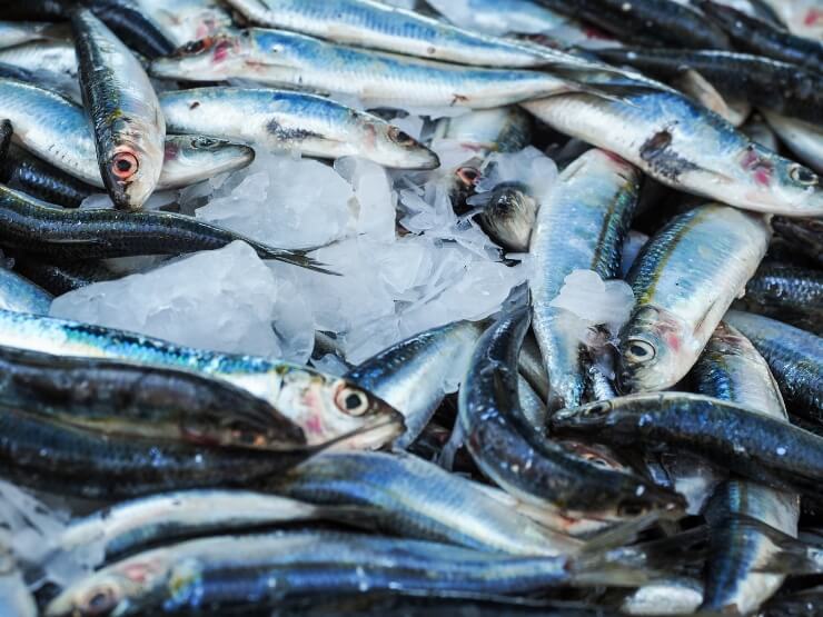 Sardine fresche