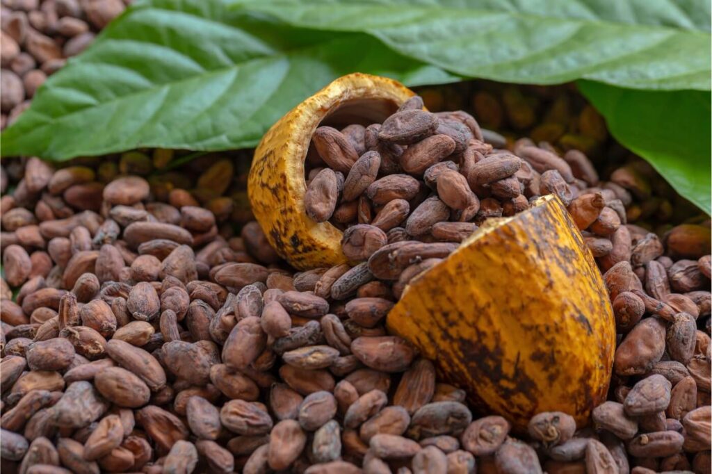 fave di cacao