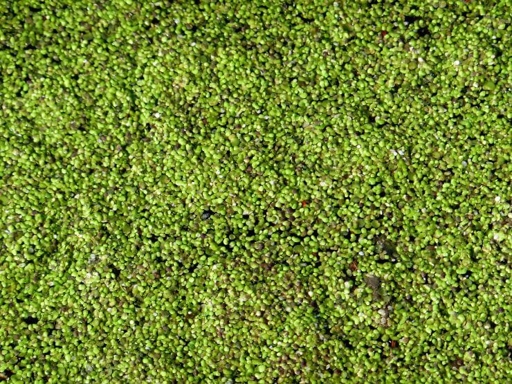 lenticchia d'acqua