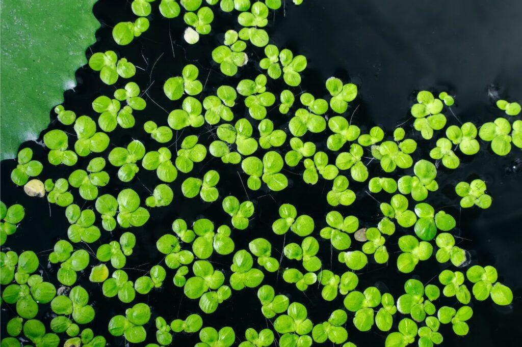 lenticchia di acqua