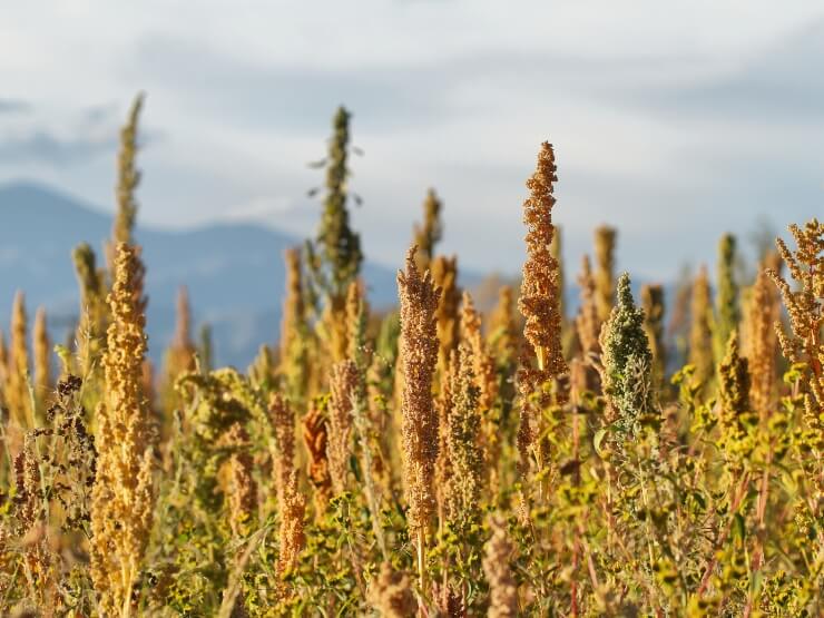 pianta QUINOA