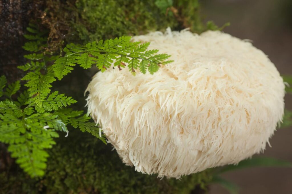 fungo criniera leone